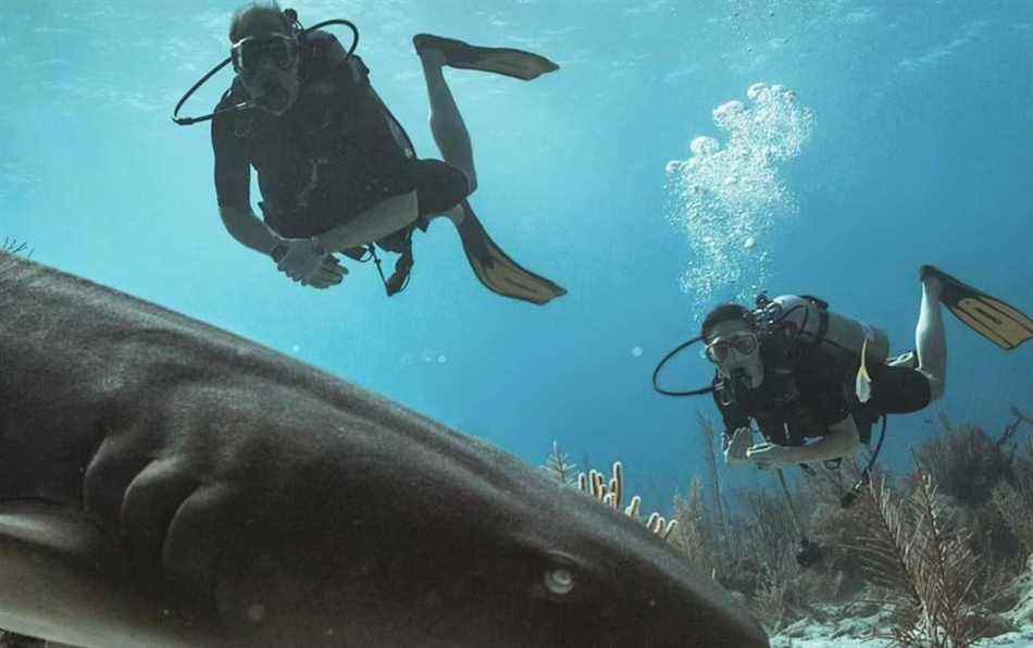 Le duc et la duchesse de Cambridge ont nagé avec des requins nourrices lors d'un voyage de plongée dans la barrière de corail du Belize