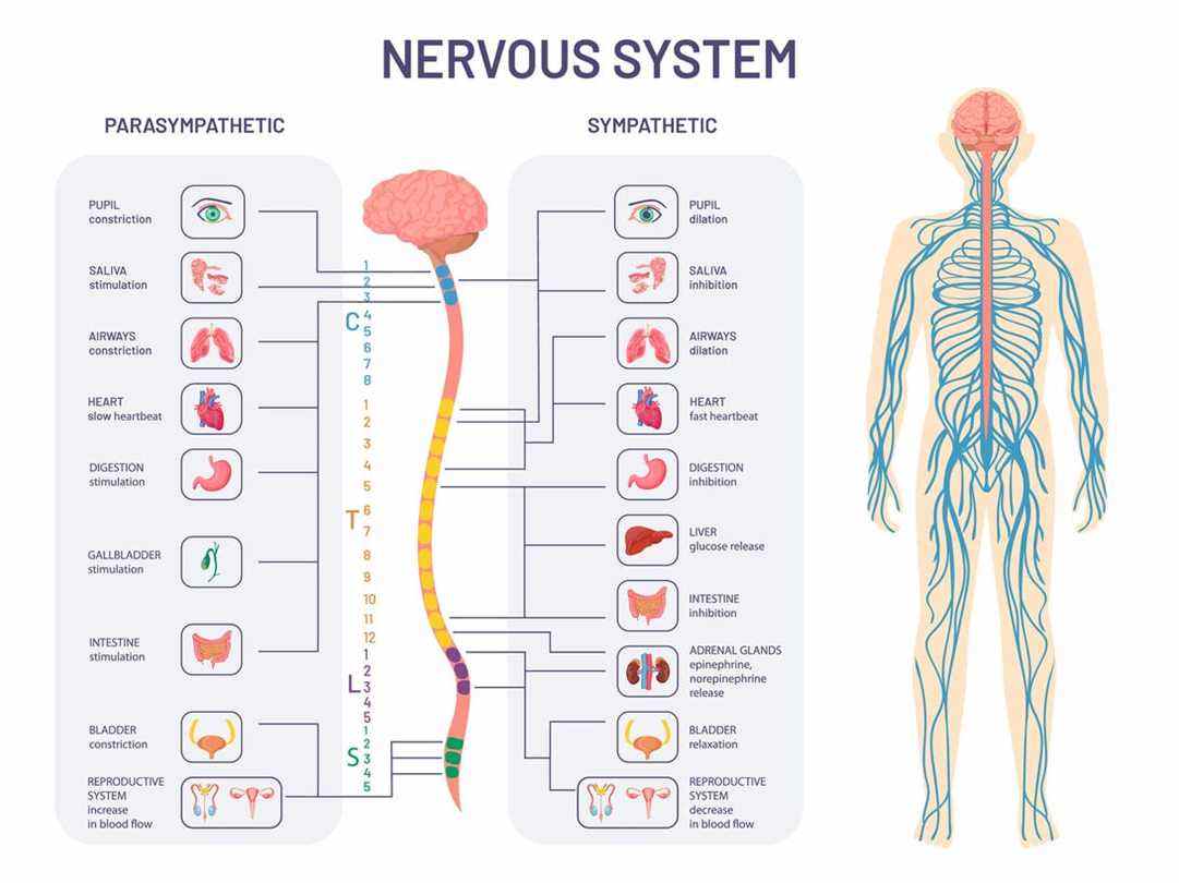 Schéma du système nerveux autonome