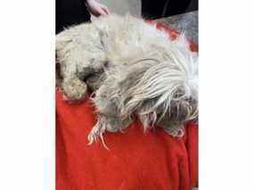 Dans une photo publiée par la Calgary Humane Society, le Shih Tzu est montré avec des cheveux extrêmement fins.  Le chien a également été retrouvé couvert d'excréments et d'urine.