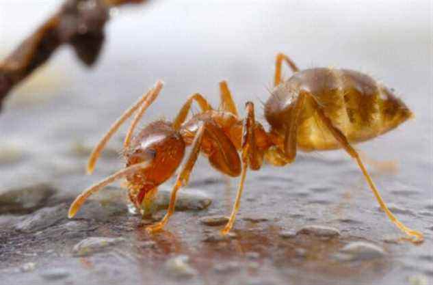 Image en gros plan d'une fourmi folle fauve.