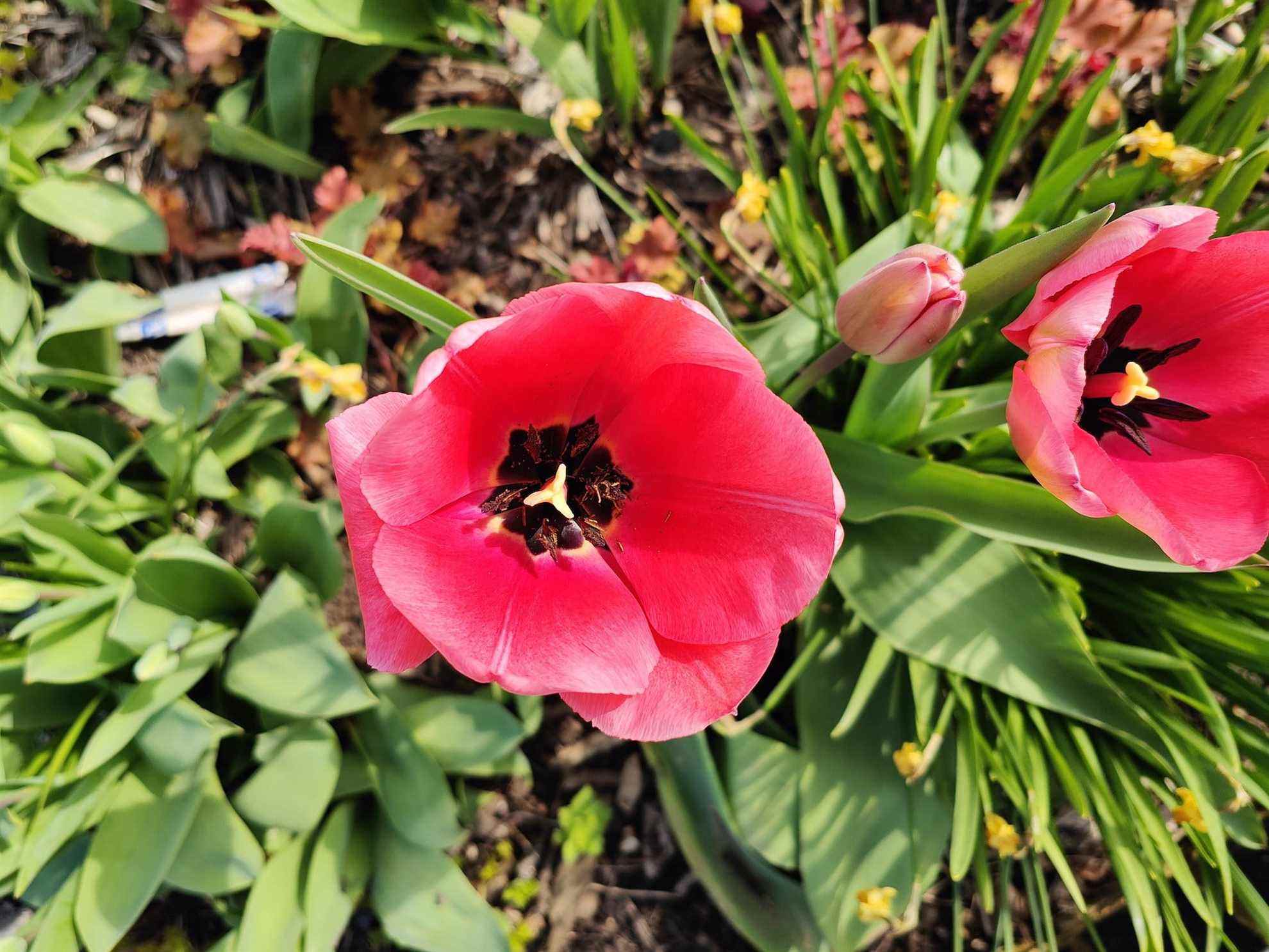 Oppo Find X5 Pro photo d'une fleur.