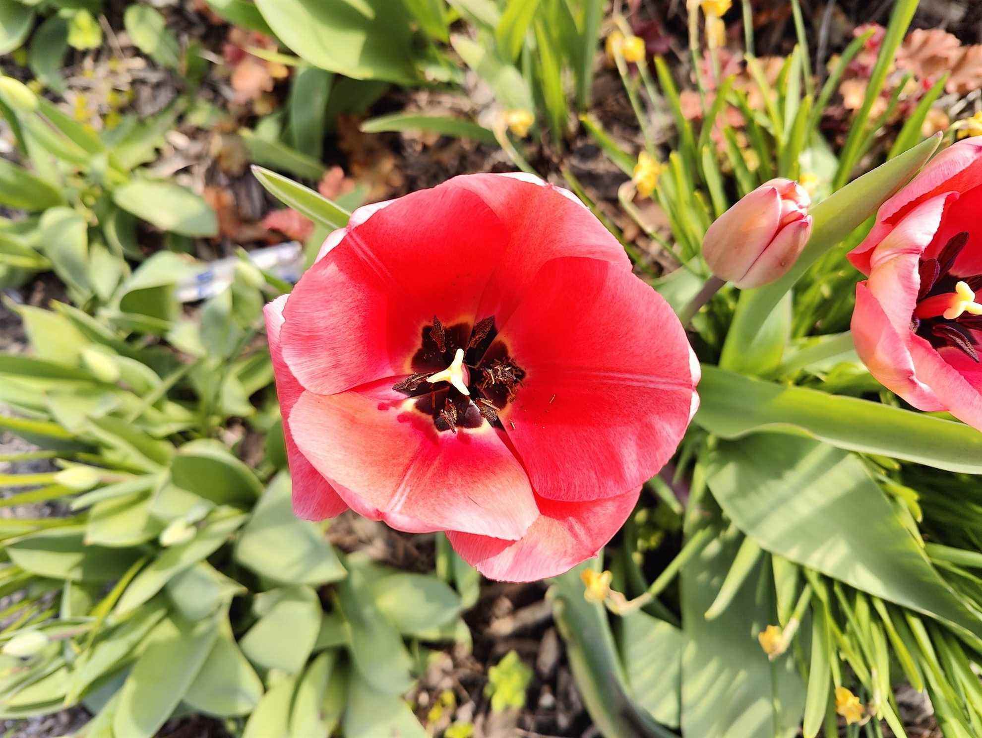 OnePlus 10 Pro photo d'une fleur.
