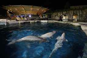 Trois bélugas nagent ensemble dans une piscine d'acclimatation après leur arrivée à Mystic Aquarium, le vendredi 14 mai 2021 à Mystic, Connecticut après leur arrivée de Marineland.  Jason DeCrow/Aquarium mystique/HO