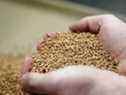 Un échantillon de blé est inspecté dans un élévateur à grains de Viterra près de Rosser, au Manitoba.