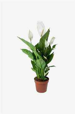 Plante d'intérieur Spathiphyllum 'Peace Lily' 