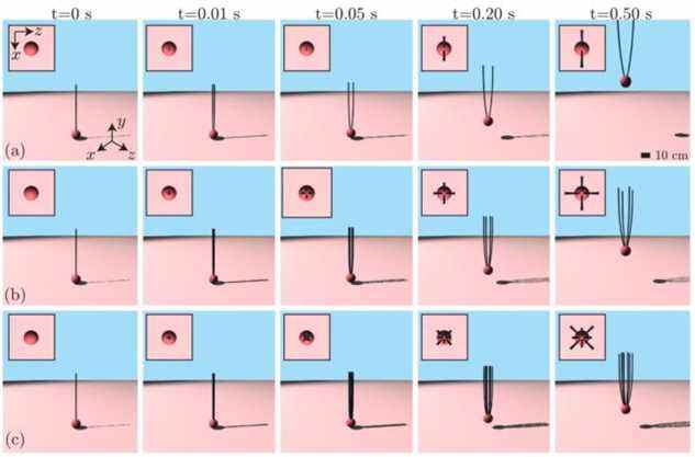 Le processus de ballonnement tel que décrit dans une nouvelle simulation numérique 3D pour une araignée utilisant (a) deux fils, (b) quatre fils et (c) huit fils.