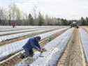 Un travailleur étranger temporaire du Mexique plante des fraises dans une ferme à Mirabel, au Québec.