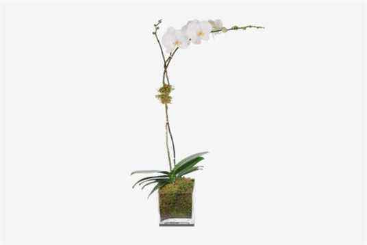 Orchidée blanche à tige unique H. Bloom