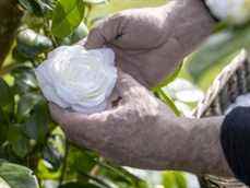 L'expert en camélia Jean Thoby manipule un Camellia Japonica 'Alba Plena'.