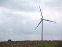 Une vache se dresse sur une colline à côté d'une éolienne fabriquée par Gamesa Corp. Tecnologica SA et exploitée par Enel Green Power SpA, l'unité d'énergie propre du plus grand service public italien Enel SpA dans leur parc éolien à Frosolone, en Italie, mardi, 29 juillet 2014. Enel SpA, le plus grand service public d'Italie, orientera les investissements vers l'Amérique latine et les énergies renouvelables alors que la récession freine la demande d'électricité sur son plus grand marché.  Photographe : Alessia Pierdomenico/Bloomberg