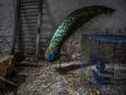 Un paon mâle au refuge pour animaux de Gostomel à Gostomel, en Ukraine, également connu sous le nom de Hostomel.  MUST CREDIT : Photo pour le Washington Post par Heidi Levine