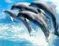 Les dauphins se produisent pour les invités visitant Marineland à Niagara Falls.  (Fichiers postmédia)