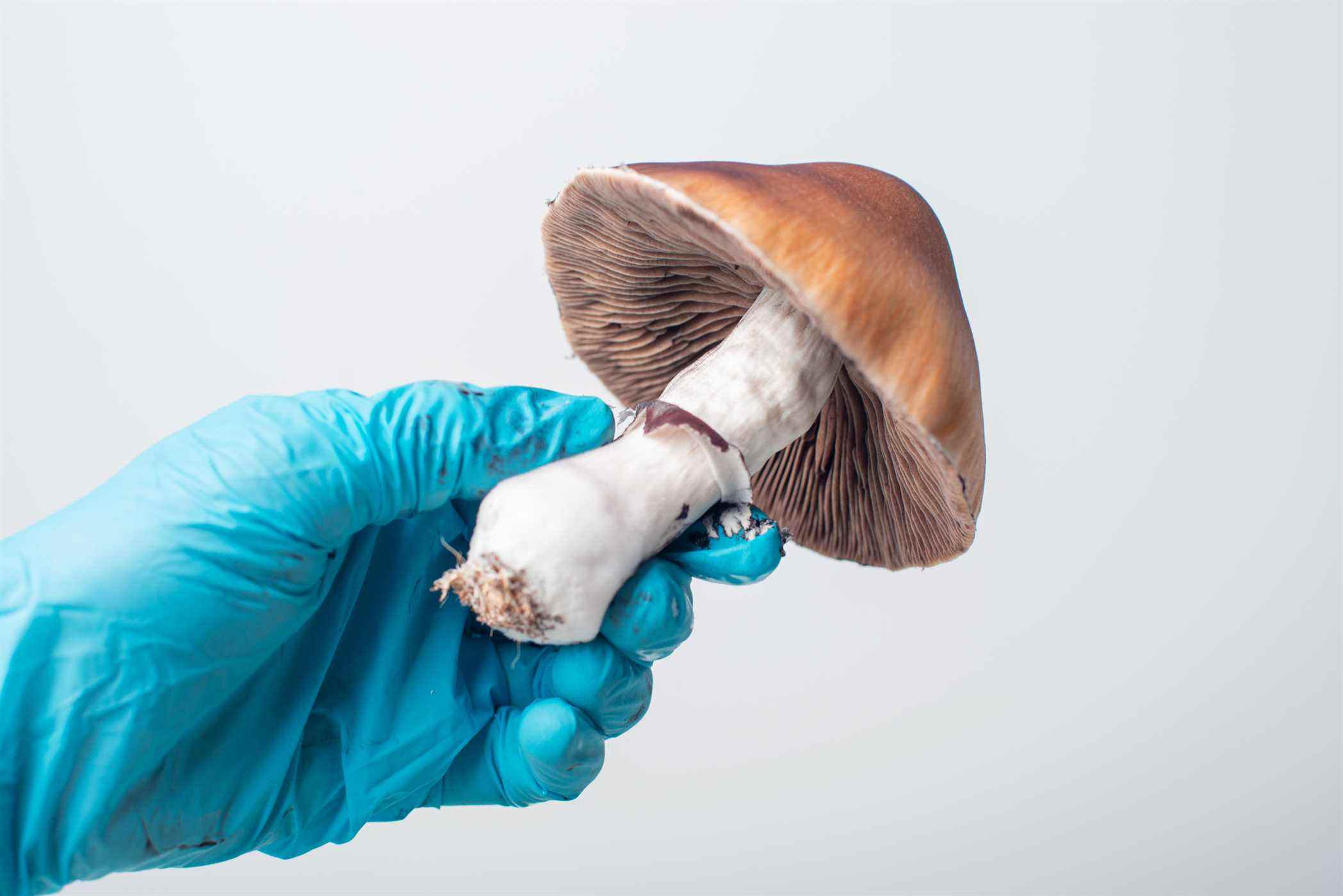 Technicien de laboratoire tenant un champignon psilocybine