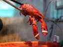 Dans une étude préliminaire, les scientifiques ont cherché à savoir si l'exposition des homards à la fumée de cannabis faciliterait ou non leur mort.