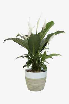 Costa Farms Spathiphyllum Peace Lily Live Plante d'intérieur
