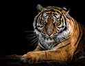 C'est un moment propice pour parler du bien-être des tigres et autres animaux sauvages exotiques, écrit Liz Braun.