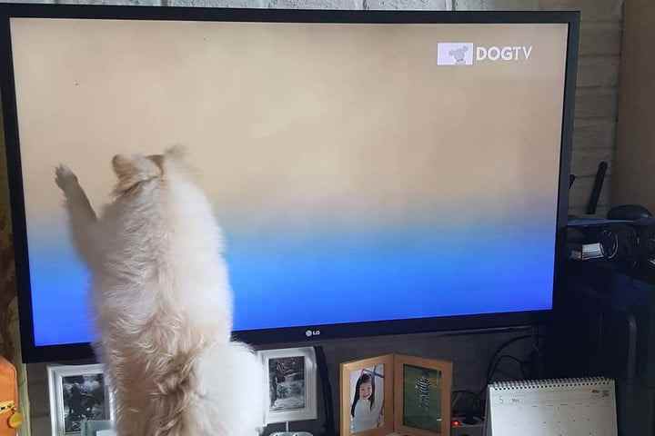 Patte de chien à la télé.