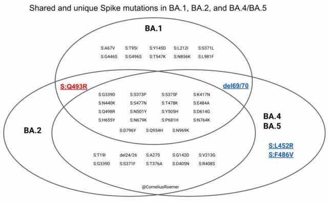 Un diagramme de Venn des mutations de pointe entre les variantes d'omicron BA.1, BA.2 et BA.4/5.