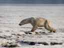 Sur cette photo prise le mardi 16 avril 2019, un polaire marche sur la glace près de Tilichiki, à environ 936 kilomètres (585 miles) au nord de Petropavlosk Kamchatsky, en Russie.  Les habitants d'un village de l'extrême est de la péninsule russe du Kamtchatka ont été stupéfaits lorsqu'ils ont vu un ours polaire grimper sur le rivage à des centaines de kilomètres (miles) de son habitat habituel.  Selon les médias russes, l'animal, qui avait l'air épuisé, rôdait dans le village à la recherche de nourriture.
