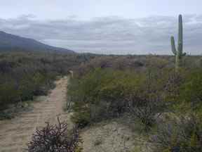 Un sentier de randonnée dans le parc national de Saguaro, juste à l'extérieur du ranch Tanque Verde.  JUSTIN HOLMES/SOLEIL DE TORONTO