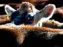 Les vaches sont déplacées dans une ferme laitière près de Cambridge.  La Nouvelle-Zélande affirme que le Canada a rompu à plusieurs reprises sa promesse de laisser le fromage et le beurre étrangers entrer plus librement dans le pays.