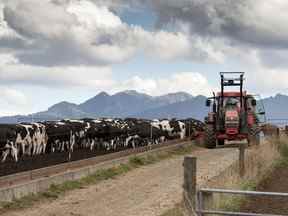Une ferme laitière en Nouvelle-Zélande.
