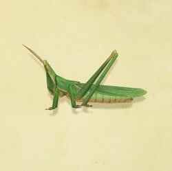 16. Insecte Long Locust Animal Crossing New Horizons