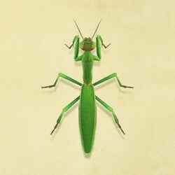 22. Insecte Mantis Animal Crossing New Horizons