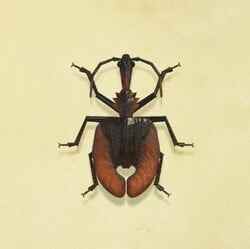 46. ​​Violon Beetle Animal Crossing New Horizons Bug