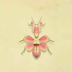23. Orchid Mantis Animal Crosing New Horizons Bug