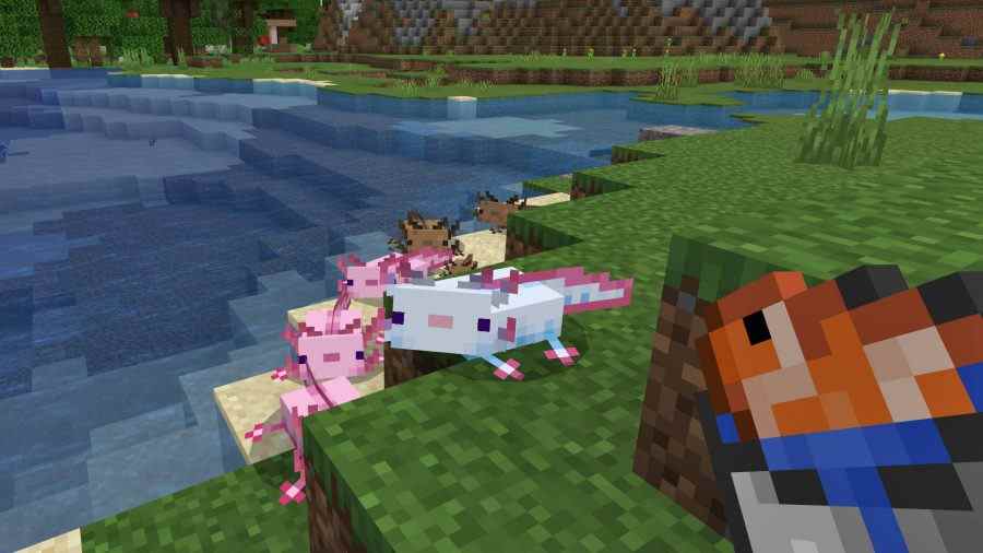 Un groupe d'Axolotls Minecraft attirés par la promesse d'un repas de poisson tropical.