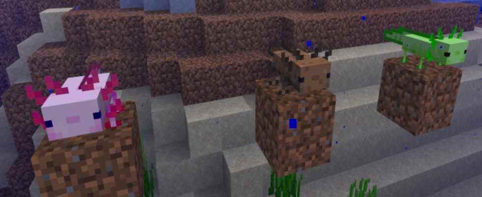 Comment apprivoiser les axolotls dans Minecraft