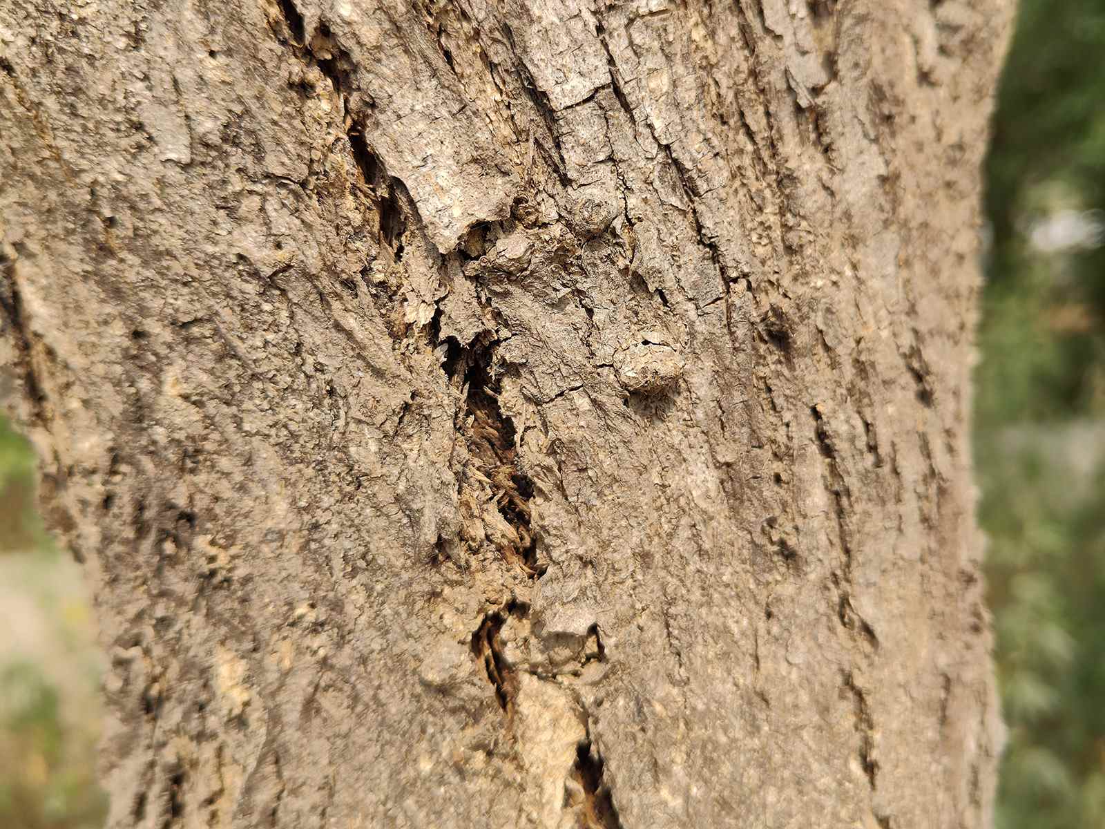 L'écorce d'un arbre infestée de termites photographiée avec l'appareil photo principal de 50 MP du Realme GT 2 Pro.