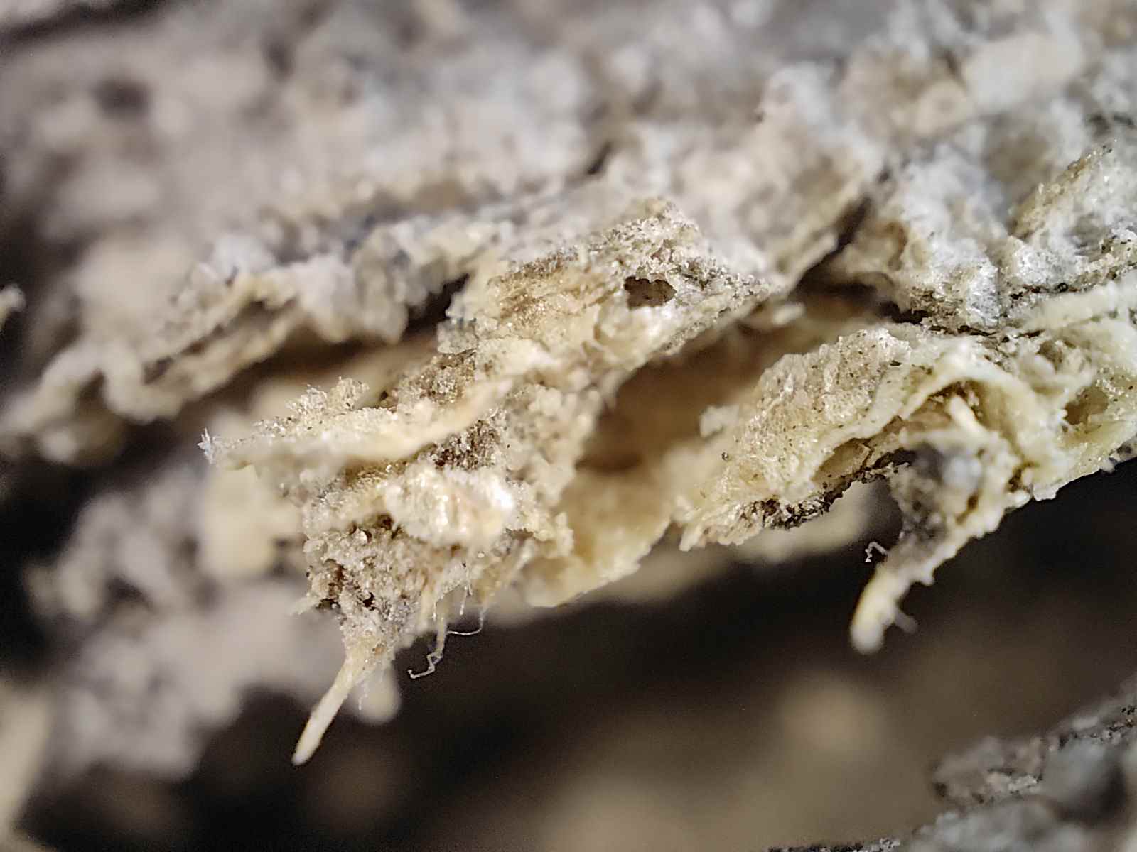 Vue macro d'une écorce d'arbre infestée de termites photographiée avec la caméra microscope du Realme GT 2 Pro.