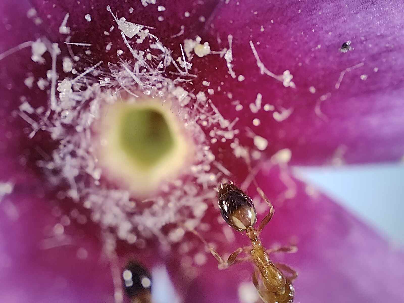 Vue macro d'une fleur rose avec des fourmis rouges dessus photographiée avec la caméra microscope du Realme GT 2 Pro.