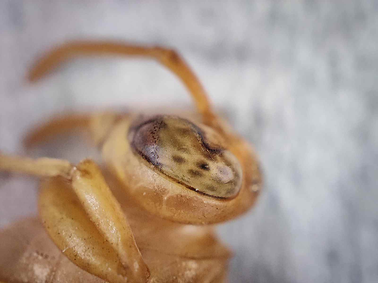 Vue macro des ommatidies ou œil composé d'une guêpe photographiée avec la caméra microscope du Realme GT 2 Pro.
