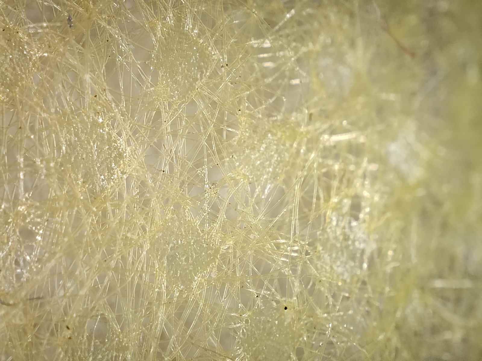 Vue macro des fibres d'un masque chirurgical en polyester jaune photographié avec la caméra microscope du Realme GT 2 Pro.