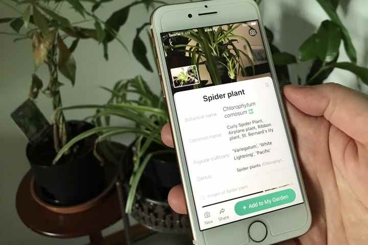 Un iPhone devant des plantes affichant des informations sur les plantes à venir.