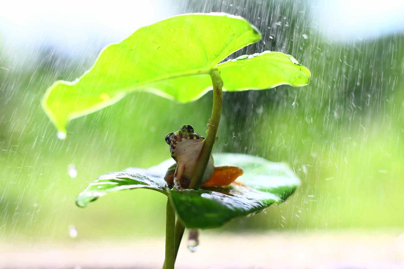Une petite grenouille verte assise sur une feuille s'abrite de la pluie