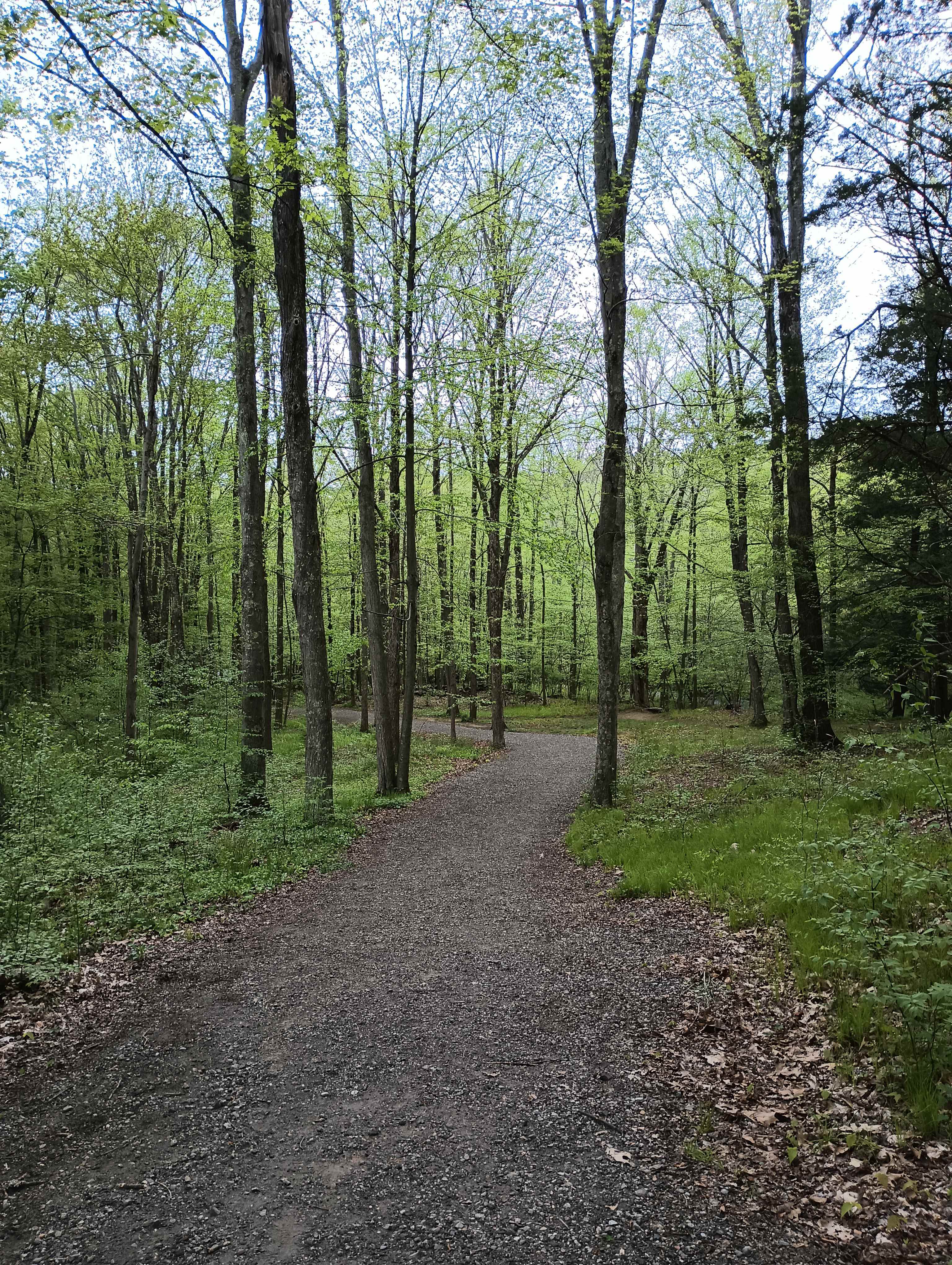 Un chemin qui traverse les bois