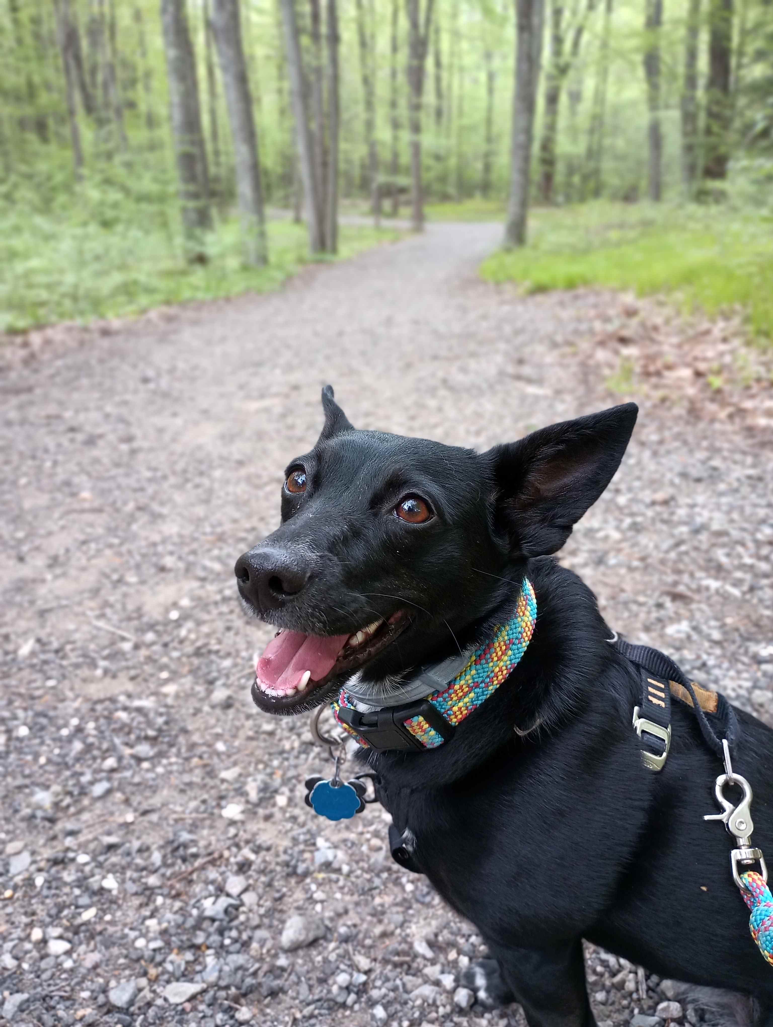 Un gros plan d'un chien sur un chemin dans les bois