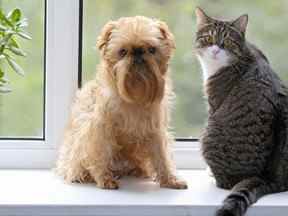 Chat et chien assis sur un rebord de fenêtre.