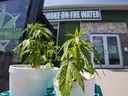 Plants de marijuana à l'extérieur du dispensaire de cannabis Smoke on the Water à Tyendinaga dans le territoire mohawk, à l'extérieur de Belleville, en Ontario.