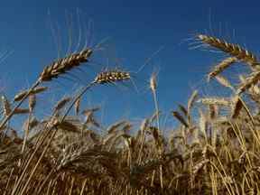 Blé dans un champ en Ukraine.  Les fonds de matières premières agricoles ont reçu le plus de flux cette année.