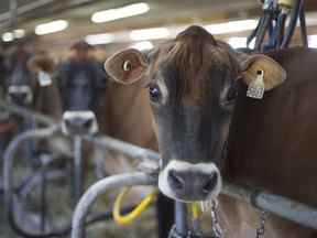 Les vaches sont traites dans une ferme au Québec.