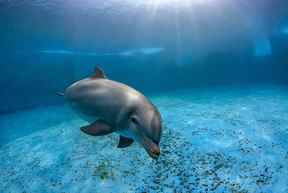 Grand dauphin dans une piscine, vue sous-marine.  Fichiers iStock