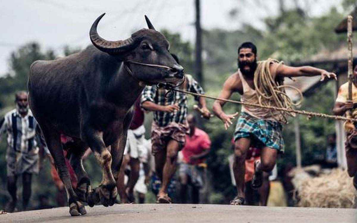 Les gens poursuivent le taureau évadé à Jallikattu.