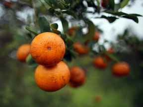 La production d'oranges en Floride est au plus bas depuis les années 1940.