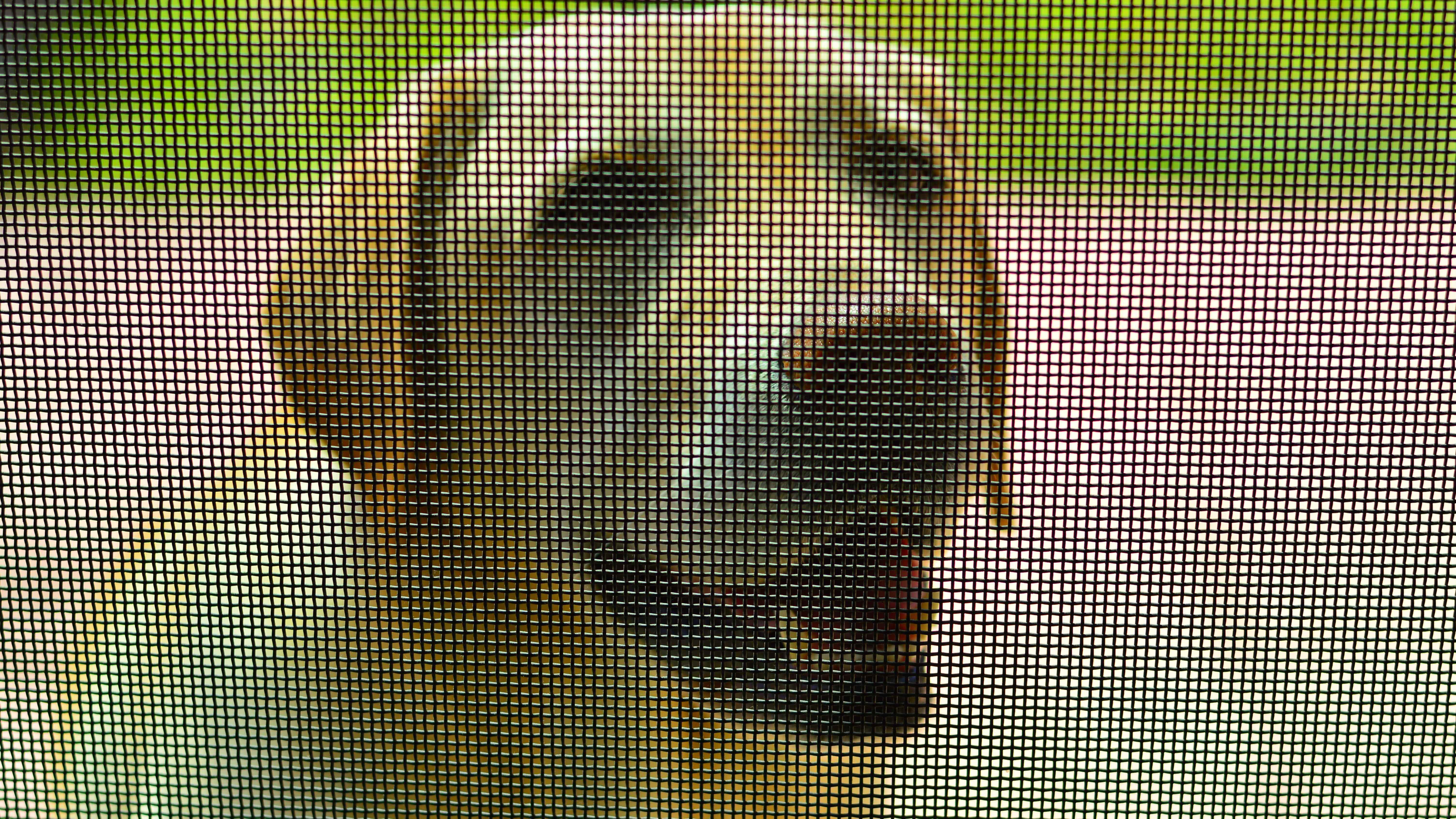 Labrador blanc debout à l'extérieur derrière un écran de porte