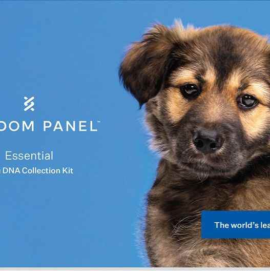Wisdom Panel Essential Test ADN d'identification de race pour chiens